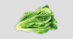 Read more about the article Everything about Lettuce Leaves