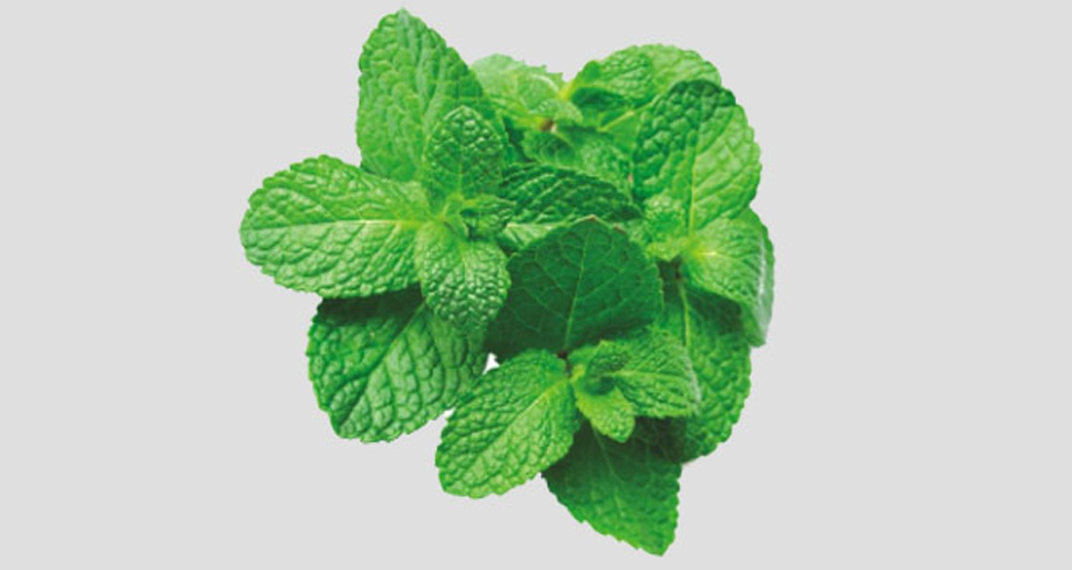You are currently viewing Mint leave are popular in India and known as Pudina