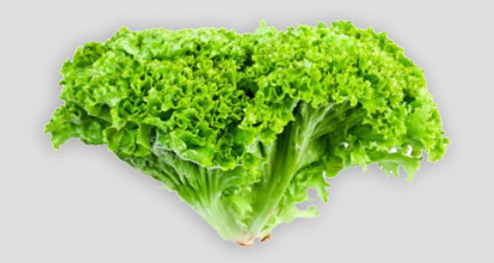 You are currently viewing The Lollo Bionda Lettuce is the Ideal Choice For Your Diet