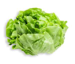 Read more about the article Everything about Butterhead Lettuce