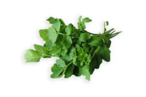 Read more about the article Things to know about Watercress